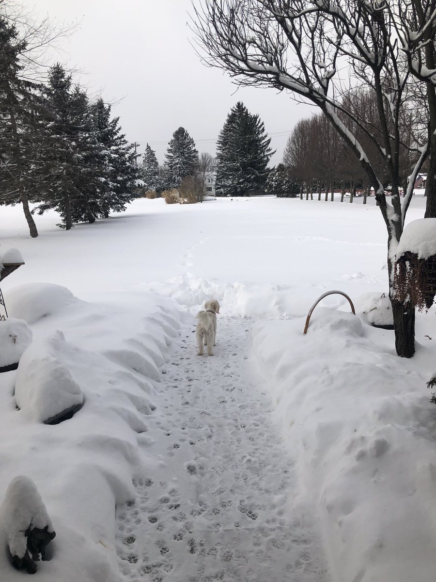 MRW_TMET's tweet photo. Natty Cooper is an 11 month old Cavachon and is overwhelmed where to play first in the Playground of Snow! #3Weather #firstbigsnow #cuyahogafalls https://t.co/yLd2KRjlC1