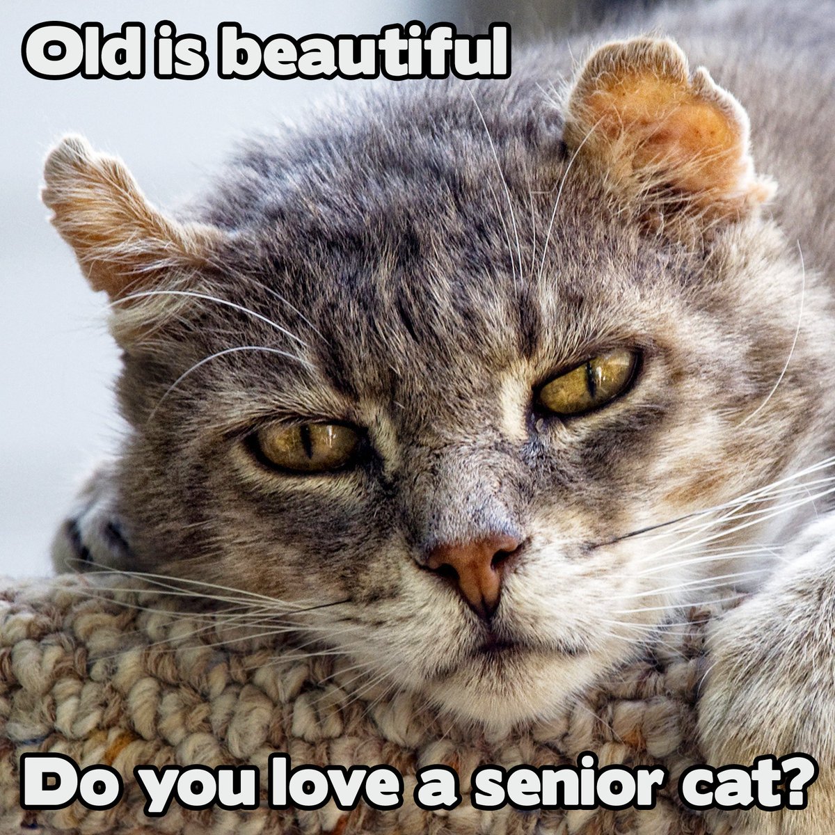 How many AWWdorable senior kitties do we have out there? ❤️
#SundayMorning #AdoptASeniorCat