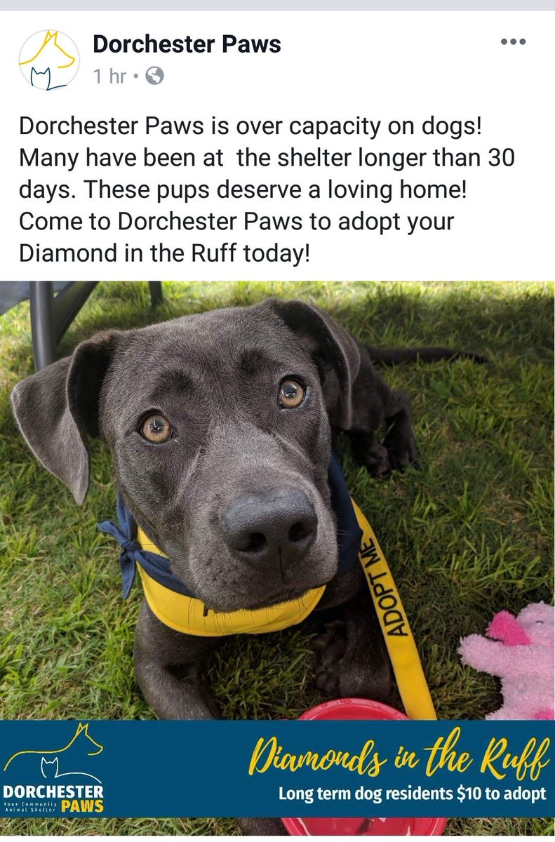 Petsmart Summerville tweet media