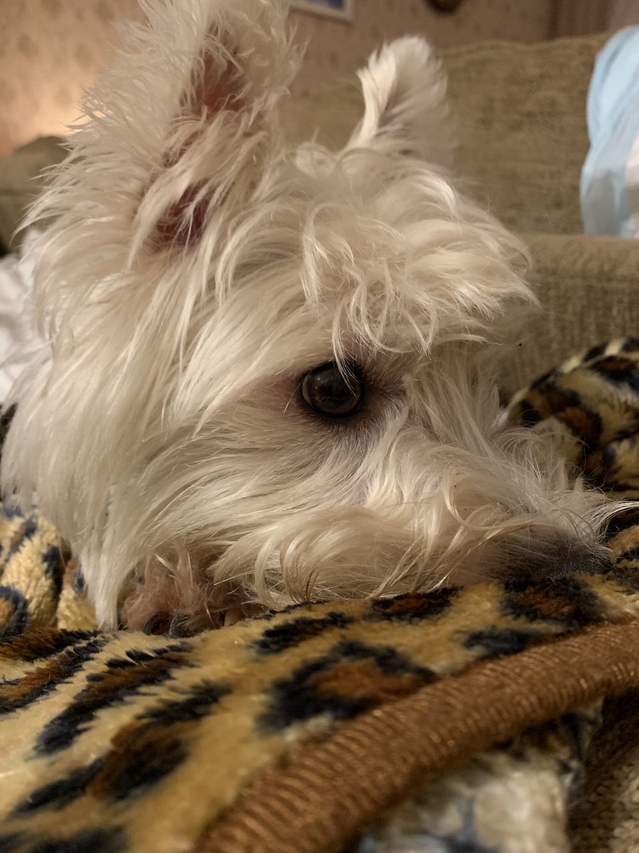 Toby. #MyBestieIsAWestie #dogs #westiesoftwitter #westie #westielove #westies