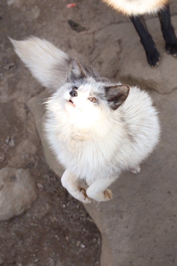 プラチナキツネはネコ顔かわいい #キツネ #キツネ村 #蔵王キツネ村