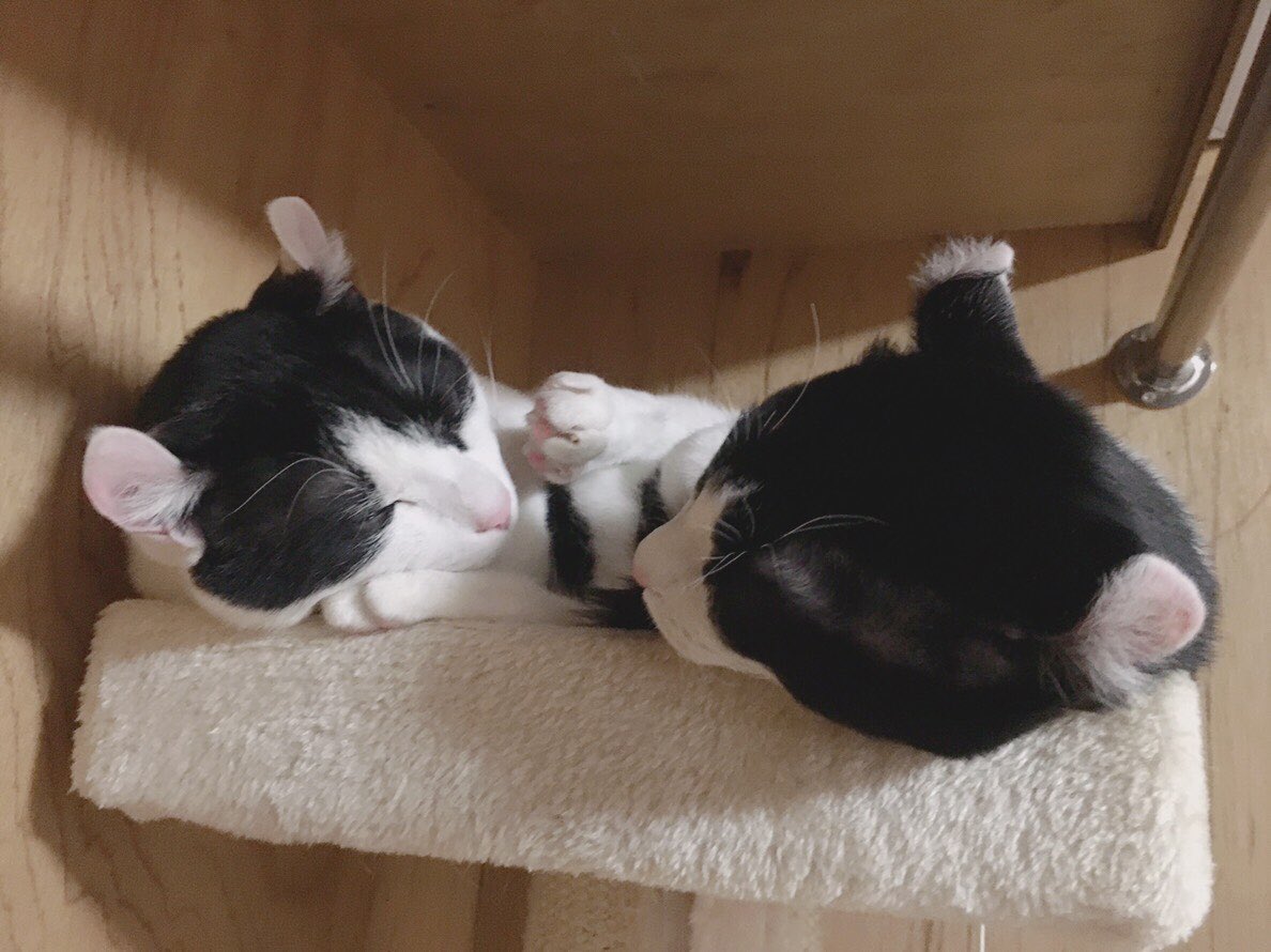 xiaoming201878's tweet photo. 今日はしゃおろんがディズニー顔( ●•́ ਊ •̀●) https://t.co/X4Oydn6SK3