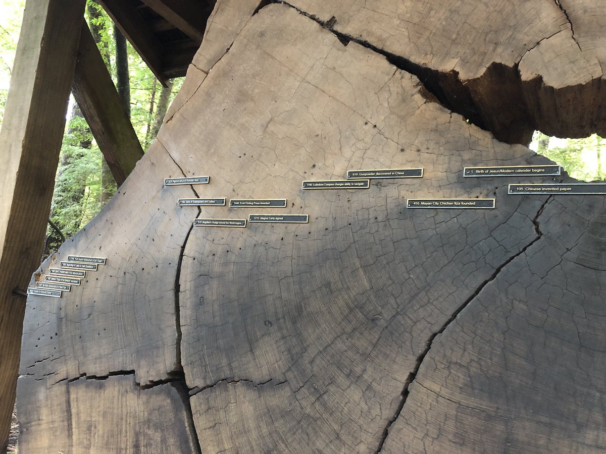 stemwhitney's tweet image. I’m spending the weekend in California checking out the redwoods, visiting family, and eating great chocolate. These trees put my 30th birthday in perspective. #geologictime