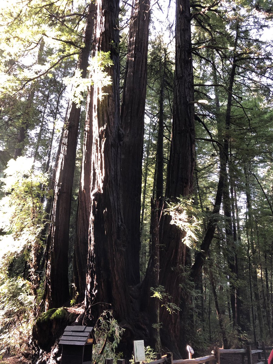 stemwhitney's tweet image. I’m spending the weekend in California checking out the redwoods, visiting family, and eating great chocolate. These trees put my 30th birthday in perspective. #geologictime