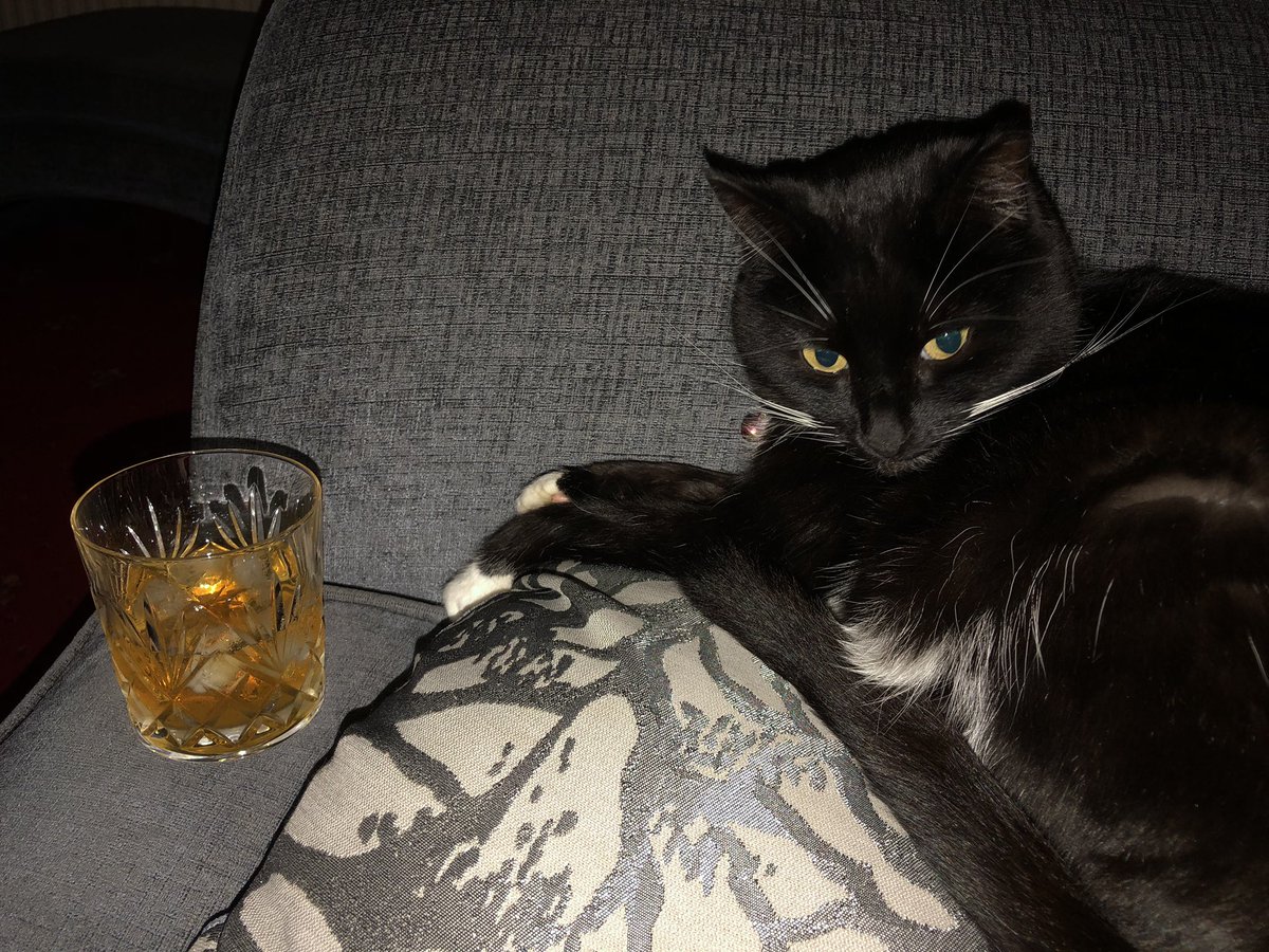 🌈 One Eyed Jack 🌈 on Twitter: "Argghhhh! 😡😾😡😾 What are you doing on  MY sofa in MY house with a glass of my hooman's whisky??? These stray cats  are taking over