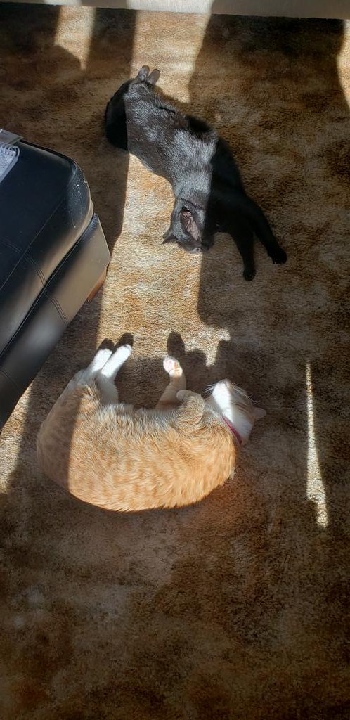 Dave and I come in to take break from shoveling snow and these 2 are sunning themselves 
#CatLuxury