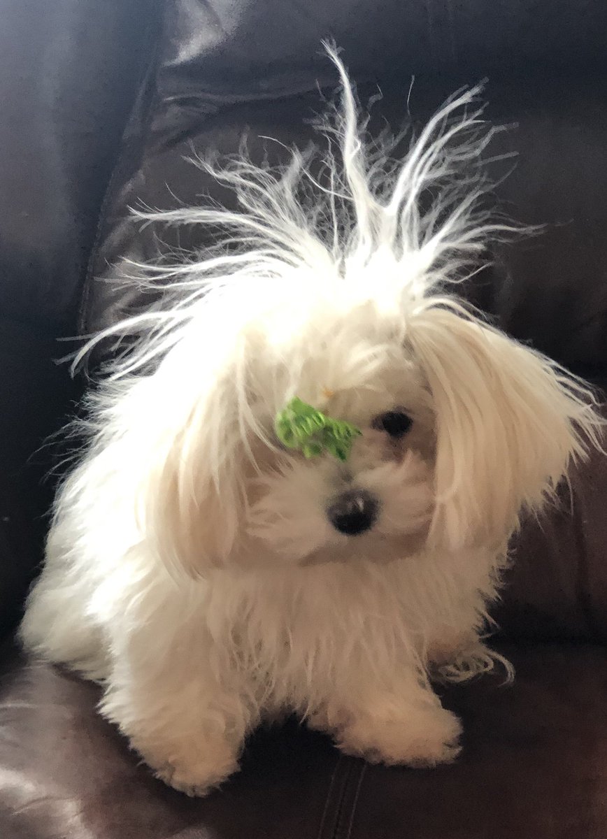 jencappelletti's tweet photo. From Sunday morning Wild Child, to Beauty Fail, to Princess Daisy! 💕🐾💕#DaisyJane #AlwaysMyPrincess https://t.co/syNjBstCwp
