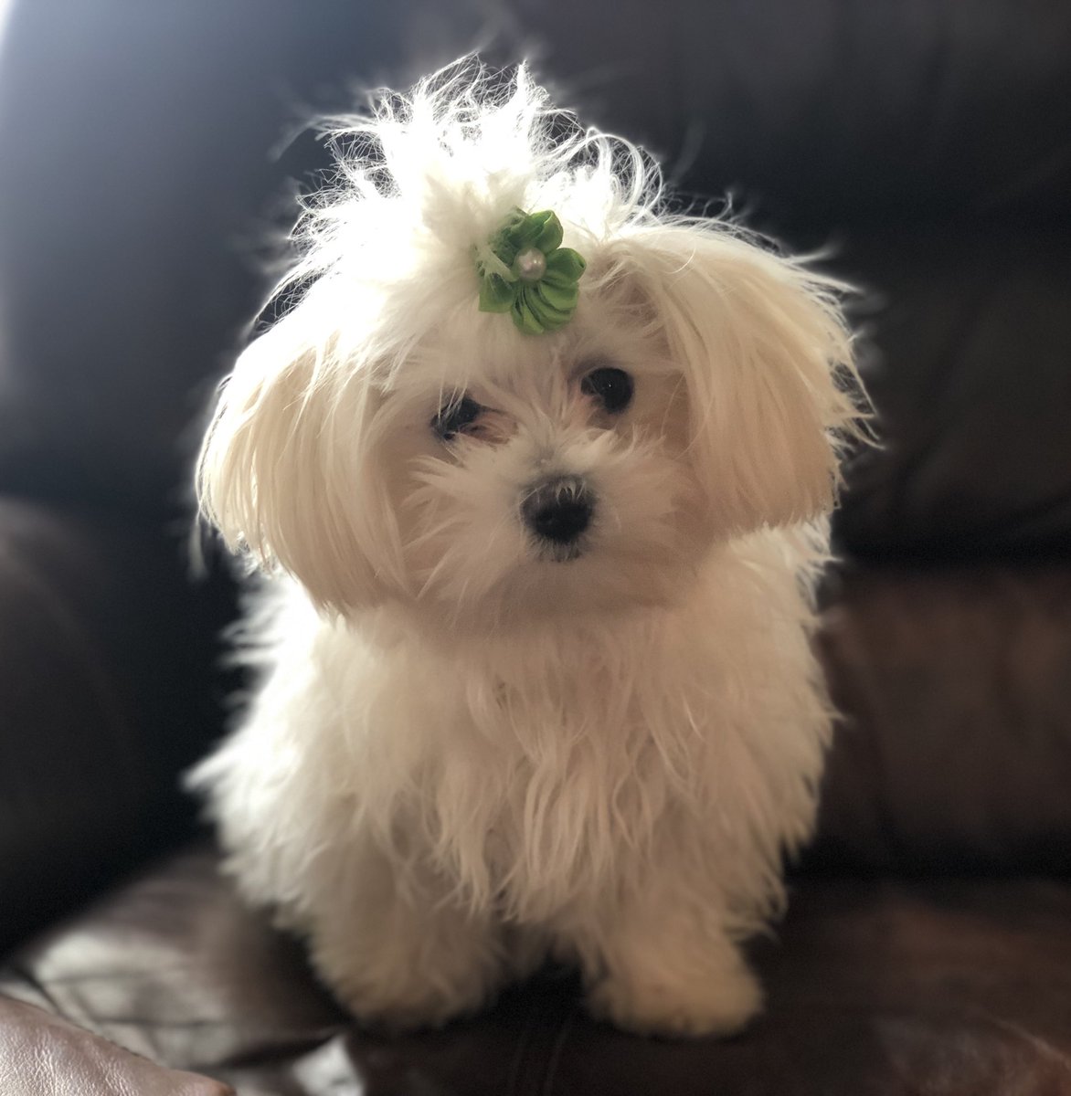 jencappelletti's tweet photo. From Sunday morning Wild Child, to Beauty Fail, to Princess Daisy! 💕🐾💕#DaisyJane #AlwaysMyPrincess https://t.co/syNjBstCwp