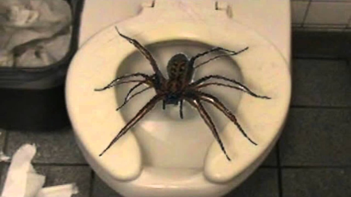 Ken Jones On Twitter Huntsman Spider From Australia Among The Largest But Don T Eat Humans