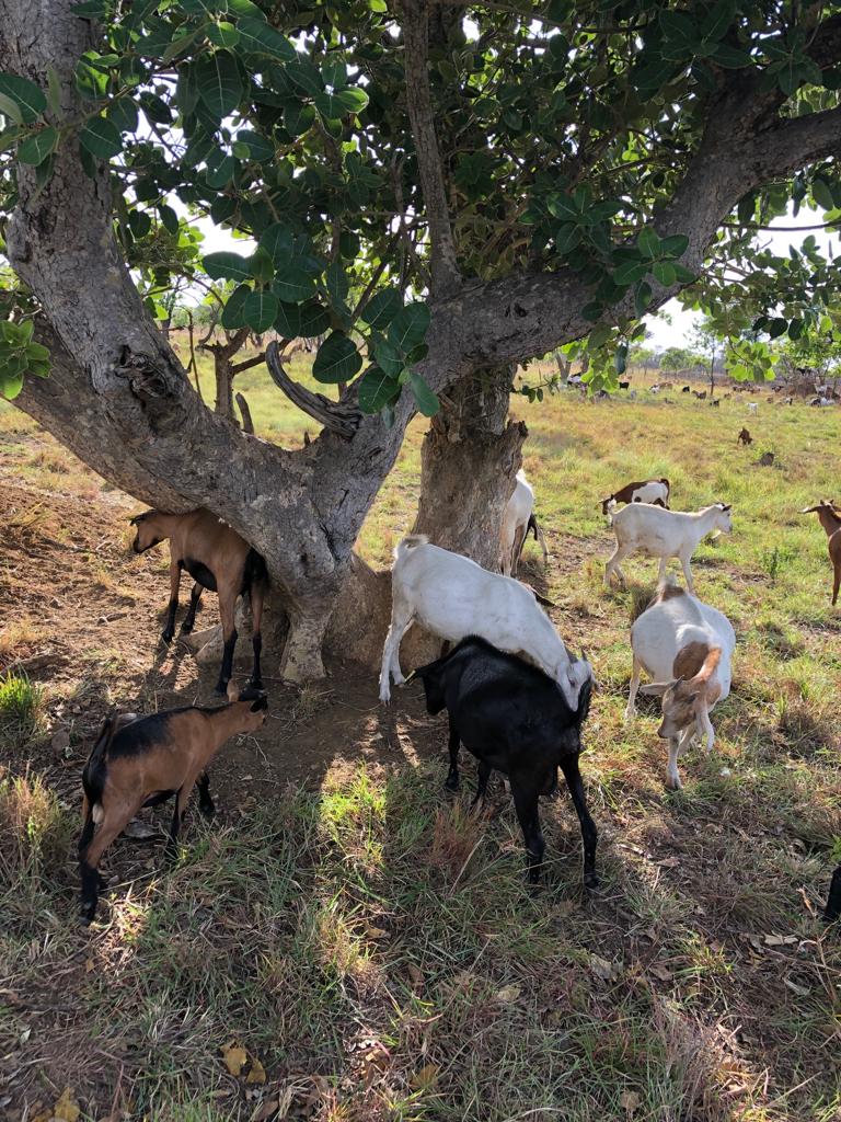 My Sunday was well spent at my farm in Okuliak, Usuk. A year ago we started with less than 500 goats but soon we are heading to 1000 goats. #Agriculture is the real big deal.