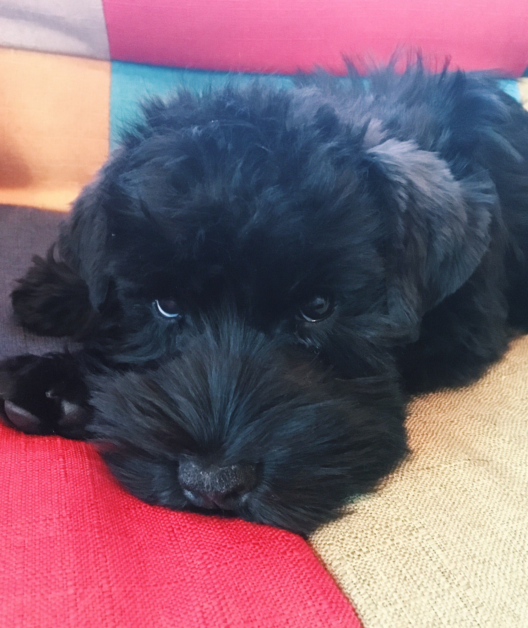 Lam Lam家の新しい家族 ミニチュアシュナウザーの むぎ ちゃん うおおお可愛いぞおおおお