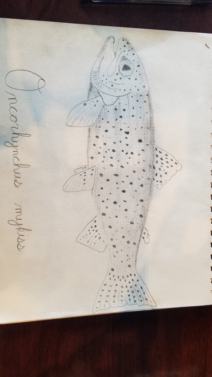 root_zack's tweet photo. For my color fish of the week, a black and white rainbow trout #sundayfishsketch #sciart #graphite https://t.co/UXPSM6Tgri