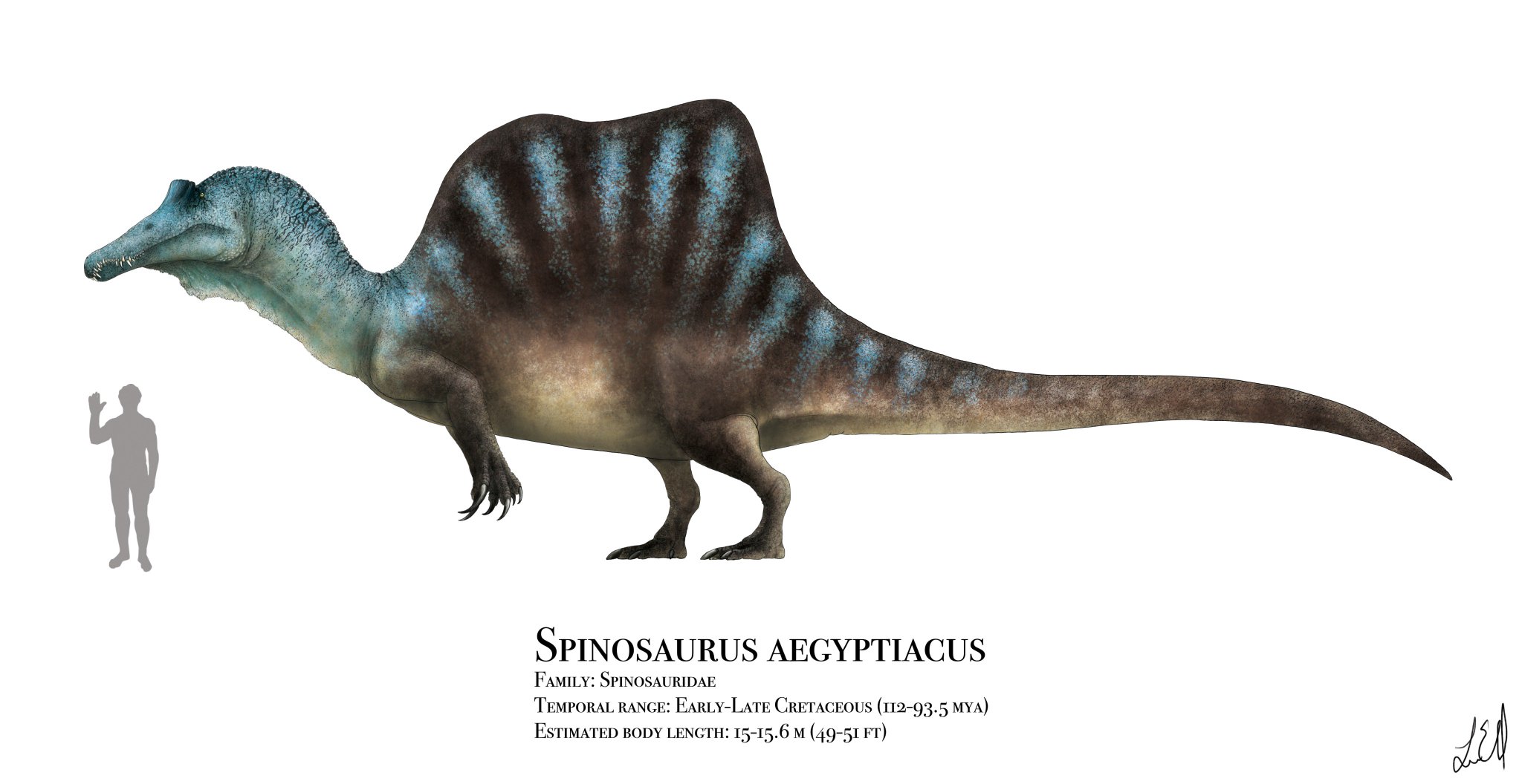 spinosaurus tail fossil