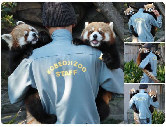 .........odd jobs Cu Chulainn #FGO [ ©: x.com/AquiOh/status/… ]