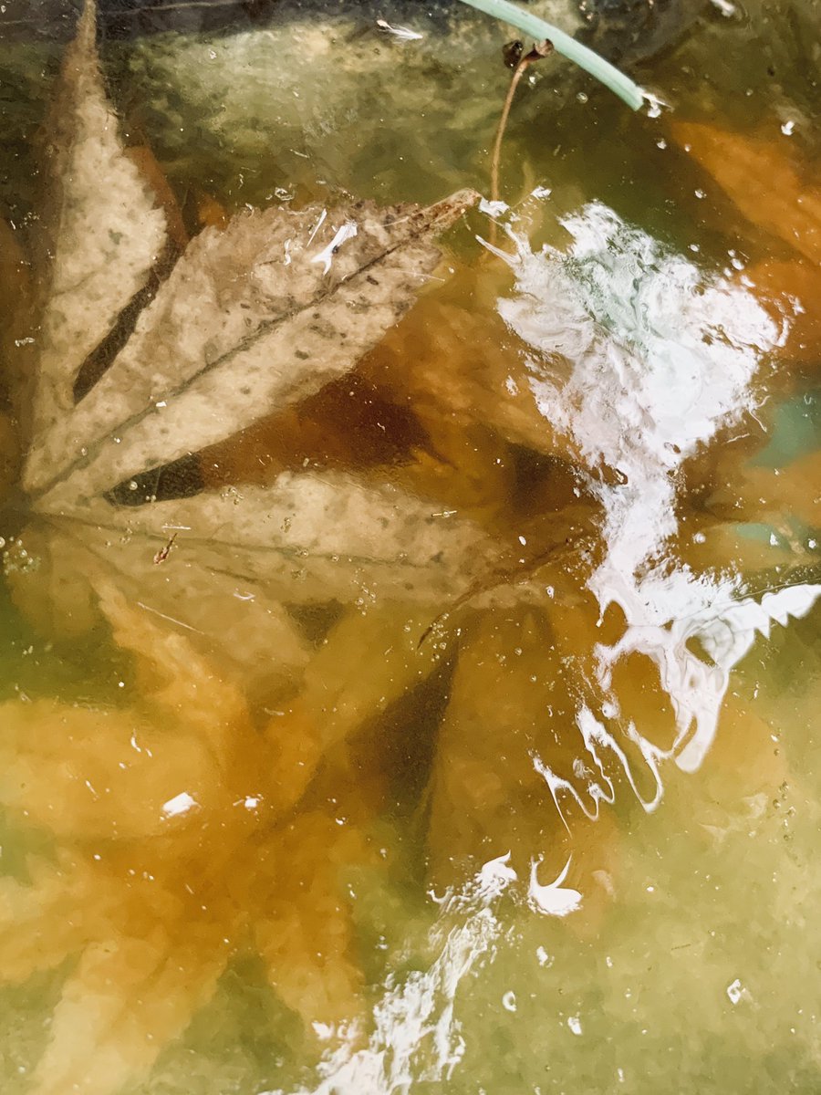 robynmcdaniel's tweet photo. Frozen in time.... or our fountain!  Happy football Sunday! https://t.co/L0PtvaZjRG