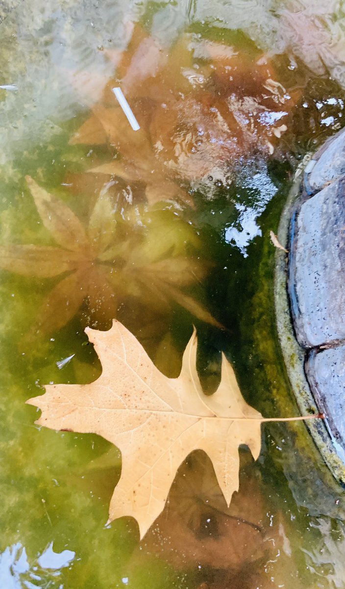 robynmcdaniel's tweet photo. Frozen in time.... or our fountain!  Happy football Sunday! https://t.co/L0PtvaZjRG