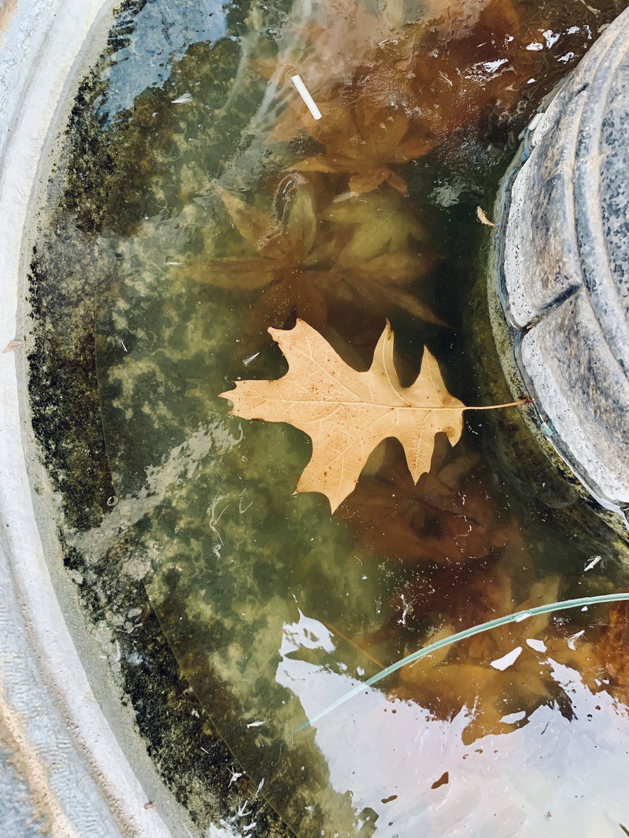 robynmcdaniel's tweet photo. Frozen in time.... or our fountain!  Happy football Sunday! https://t.co/L0PtvaZjRG