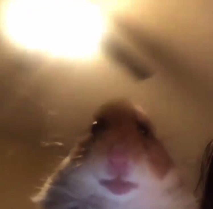 nomu (@obedientnomu) on Twitter photo 