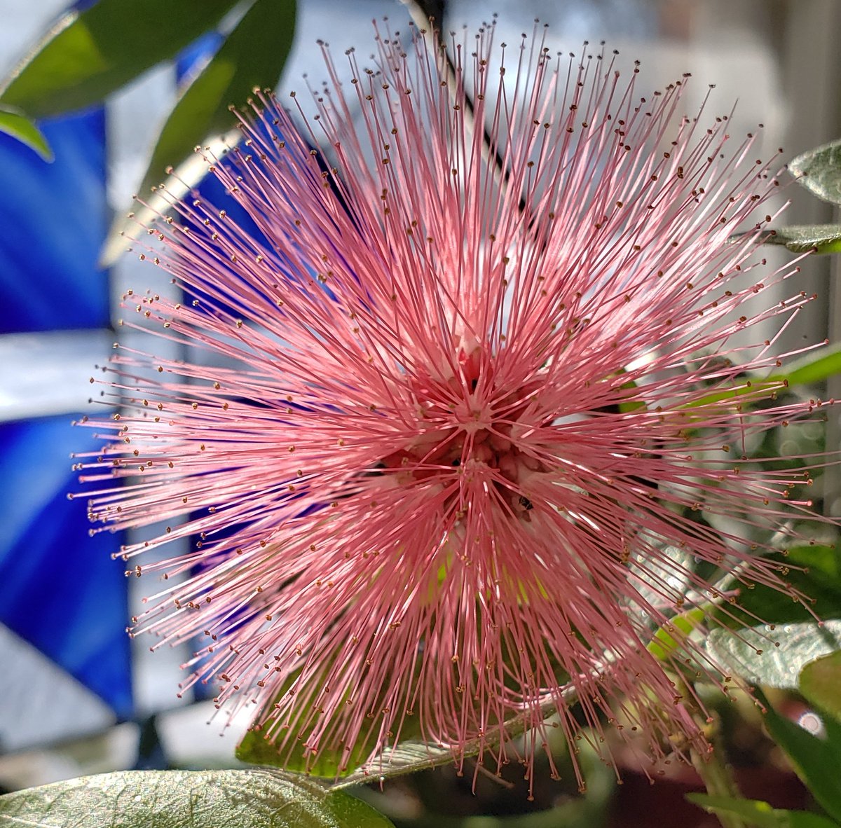 GardenOpus's tweet photo. SHE LOVES THE SUN but whatever you do, don't let Inga (fka Calliandra) emarginata (Pink Powerpuff) run dry, 365 flowering will stall &amp; plant won't look its best. We've finally passed the shortest days of Winter &amp; flower color has paled dramatically, but ohhh, Summer! 🌞Fabaceae. https://t.co/lG3GcAmXNa