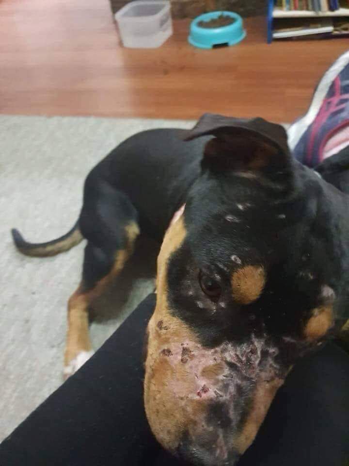 TelennduDobes's tweet photo. Please STOP giving free dogs away. This pup didn't deserve the two weeks of torture as a bait dog that he received. Please stop putting your pets on Facebook and Gumtree. These are hot spots for people looking for bait dogs and cats. KEEP sharing and getting the word out.!!!! https://t.co/z6Q0h1QMgR