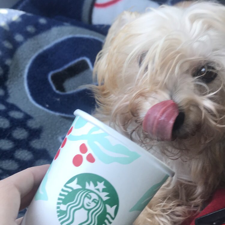 kimibader's tweet photo. Thank you @Starbucks for being so patient in the drive-thru with Miss Phoebe. She’s terrified of car rides and she thoroughly enjoyed her first ever puppacchino. #cairn #dogsoftwitter #starbucks #dogood https://t.co/pQe63gdsLs