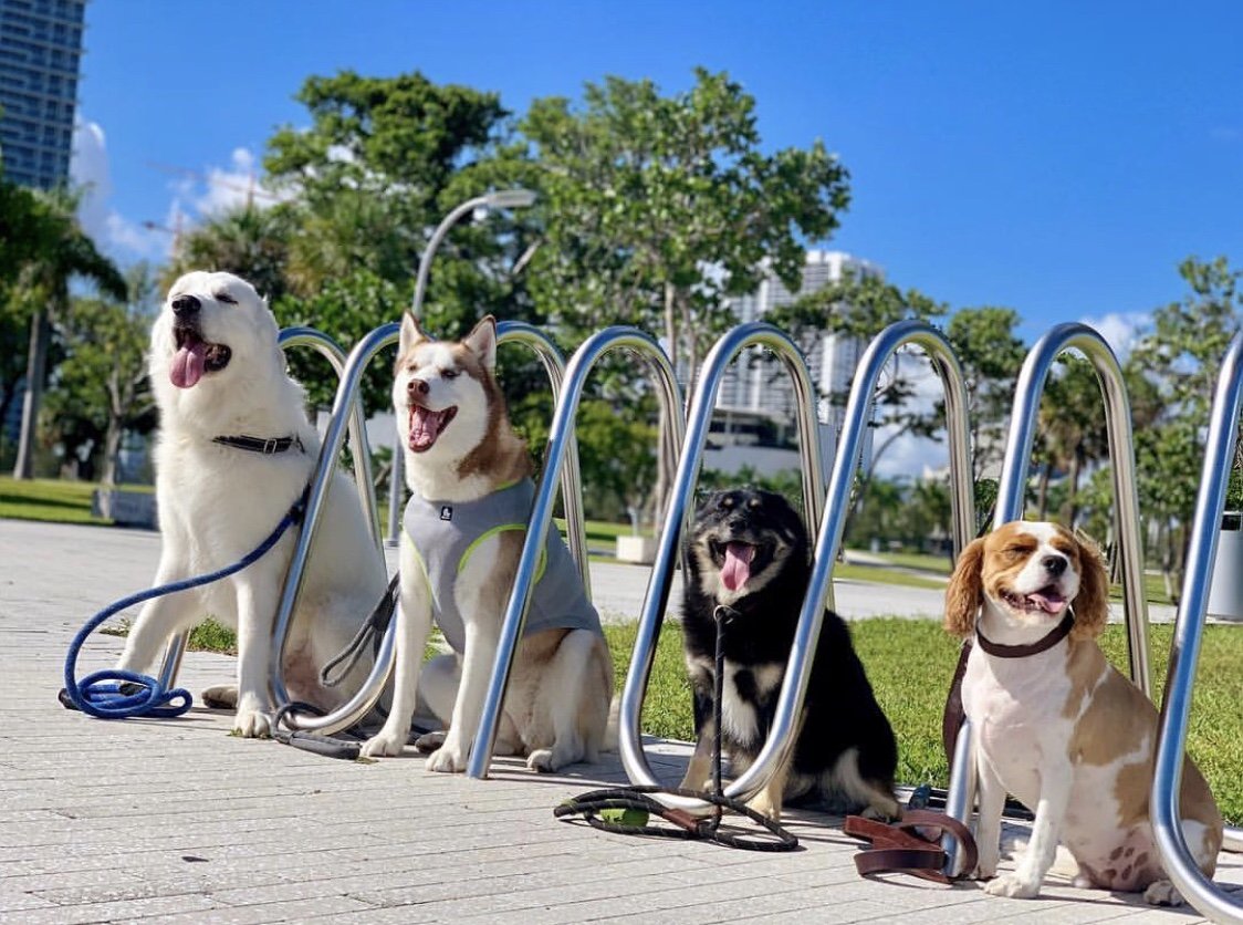 Morning walks in Museum Park are better with friends. 🐾 |photo: @keelahsfitbuddies via instagram