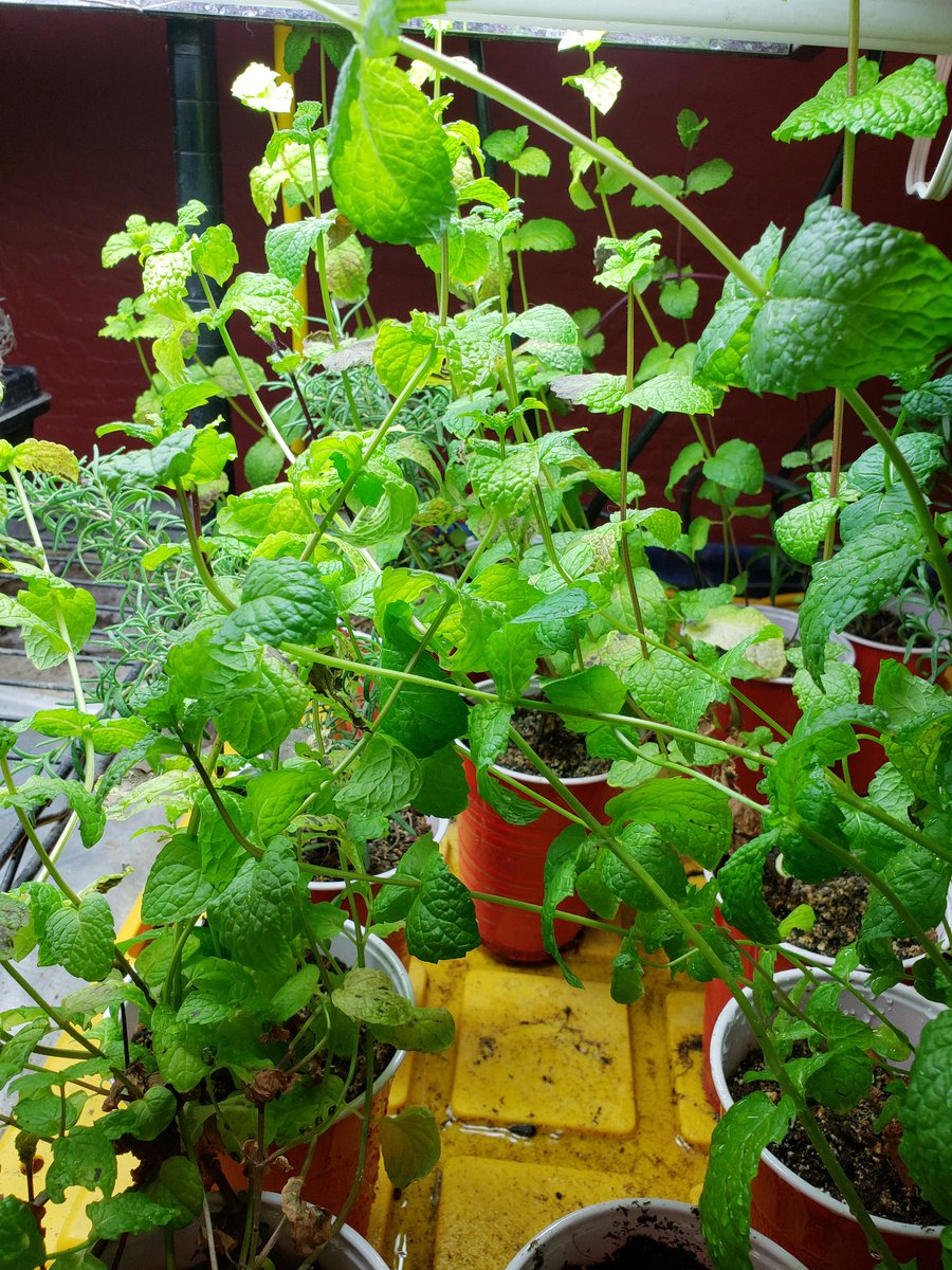 farms_fight's tweet photo. "Racks on Racks on Racks"
#SunflowerShoots #PeaShoots
#Cilantro #RedRamboRadish #Rosemary #Sage #BasilShoots #BasilPlants #HerbStarts
#Mint #DatePalms #FightFarms #MoreToCome #EatWellLiveWell #LiveLoveGrow ✌❤ https://t.co/eDopQOv8ew