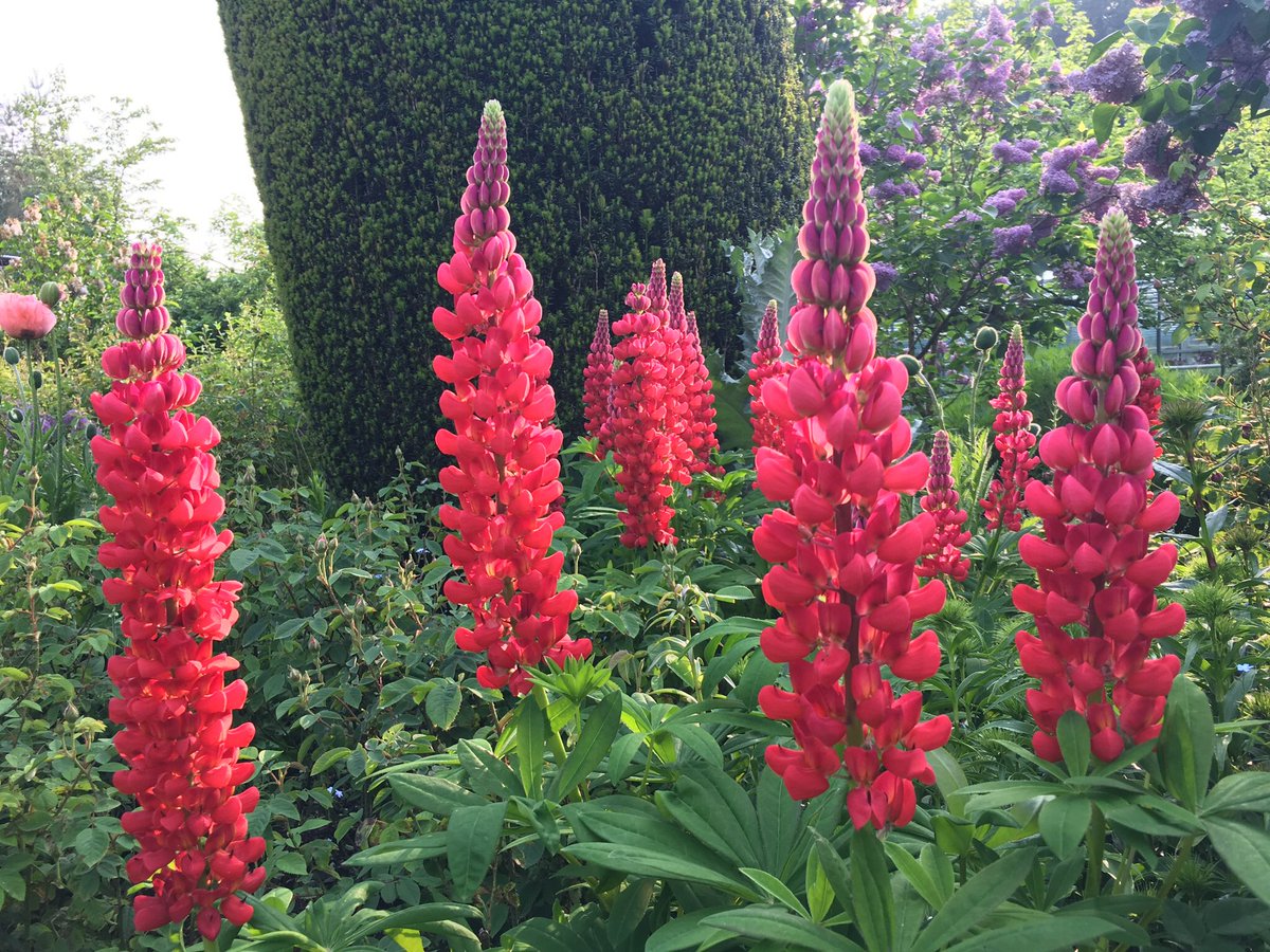 You know you want to .......

Fantastic opportunity to be the next Head Gardener <a href="/HidcoteNT/">Hidcote</a> 
#greatplace #fantastcteam #oppotunityofalifetime 

careers.nationaltrust.org.uk/OA_HTML/a/?_ga…