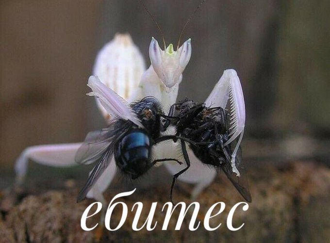 DxYO56VXQAIJuu0?format=jpg&name=small
