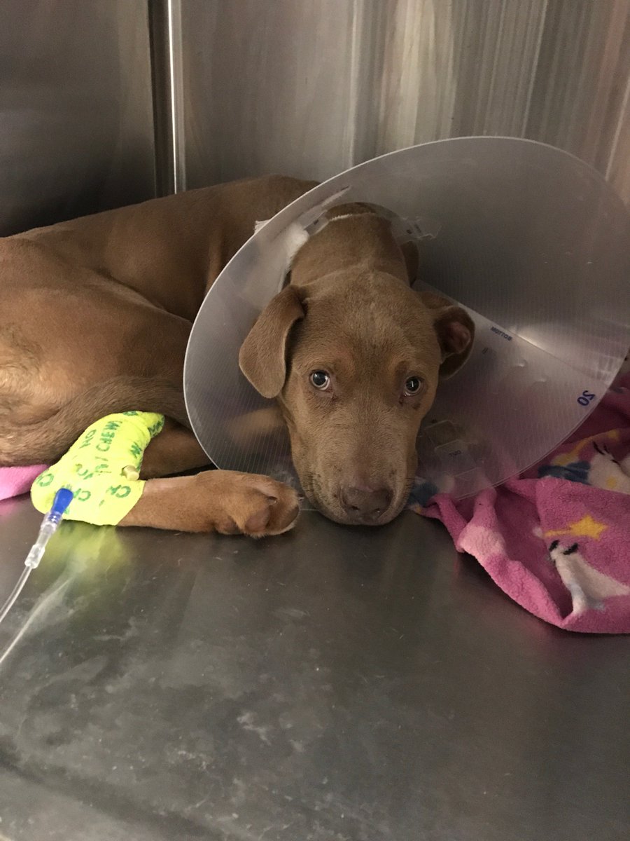 #helpnelson facebook.com/donate/7975370…