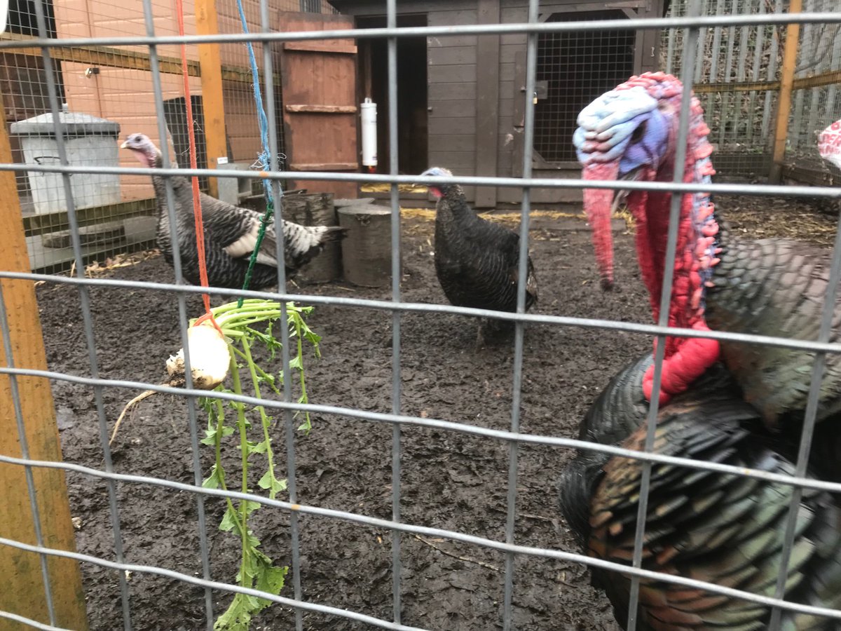 Glad the children planted these Turnips. The #poultry are loving them! #enrichment #freshveg #Homegrown #vitamins