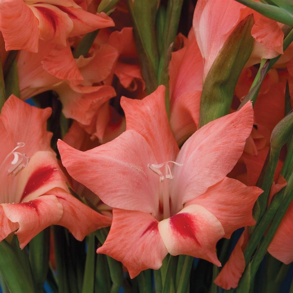 ferncrestltd's tweet photo. Lots of Gladioli Bulbs back in stock on the website , including this wonderful Nanus variety ‘Nathalie’ https://t.co/jBDzQzF4Ca https://t.co/SY4aJPkRet