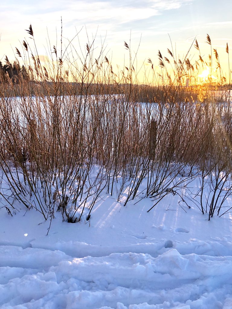 Mikä ilo asua kaupungissa, jossa hiihtämään pääsee takapihalta ja ladut pidetään kunnossa sunnuntainakin. Kiitos @HelsinkiLiikkuu