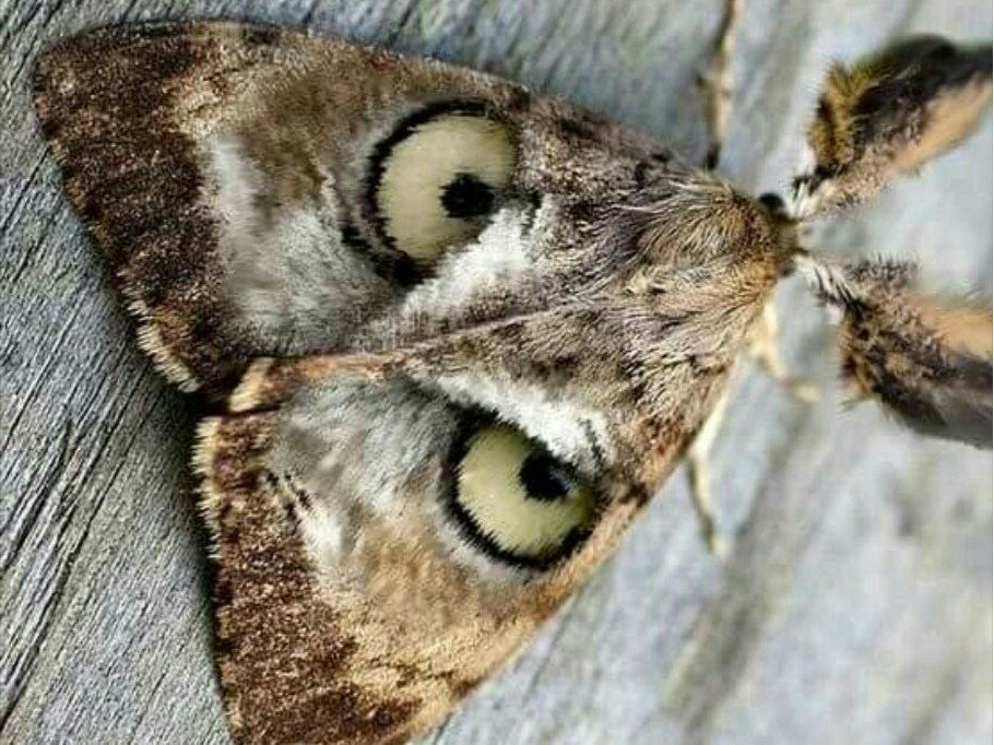 ZEYNEB MELİSSA (@zeynazerda) on Twitter photo 