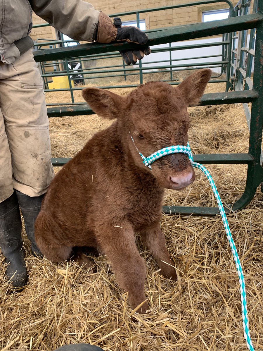JamesRECC's tweet photo. I don’t know if I’m halterbreaking a heifer calf or a dog #downboy #canadianangus https://t.co/8lVXV4VwSf