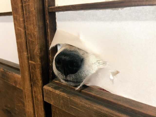 Staying at a house in japan when suddenly...