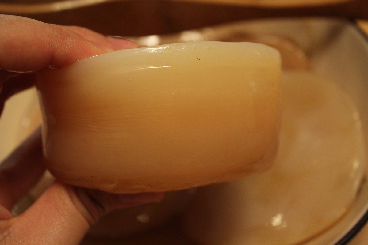 When you go on vacation and you come back and your kombucha scoby has taken over the house 😄#kombucha