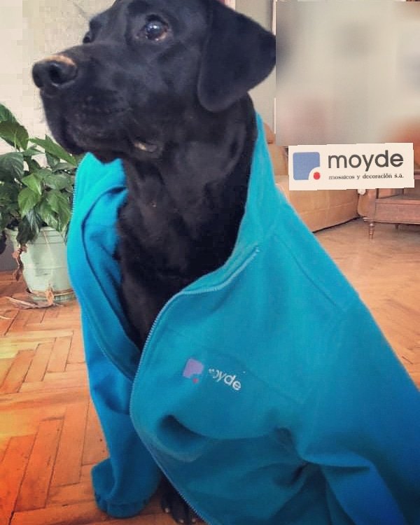 MOYDEone's tweet photo. Elegante y bien abrigadito nuestro querido perrito #Moyde, preparado para la fresca semana que entra.
Estaremos trabajando a tope que es lo que mejor sabemos hacer.
¡ Feliz semana de San Vicente !
#sanvicente #huesca #construccion #ROCA
https://t.co/2JulZI3mgi https://t.co/9np7ke3ksv