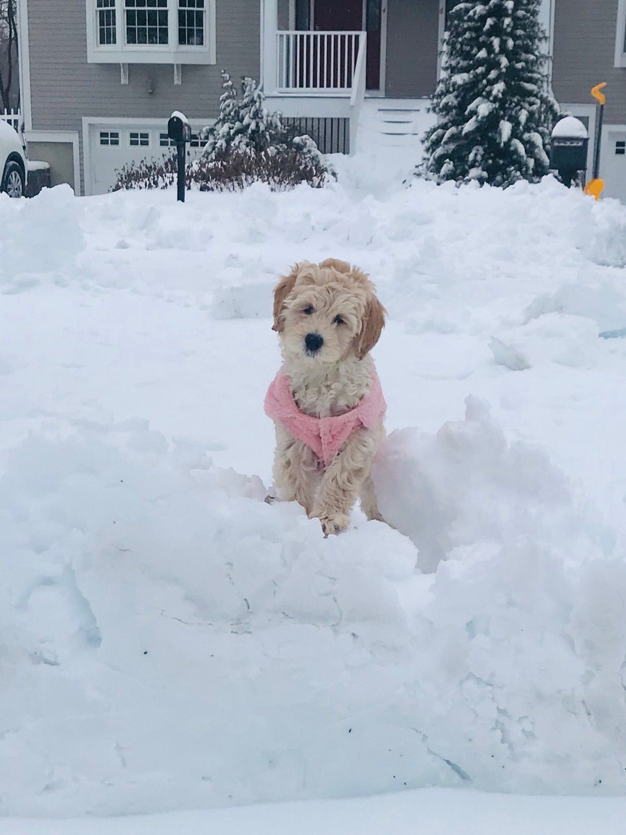 Readbyeyeandear's tweet photo. My first grand puppy! Picture perfect! ⁦@dogcelebration⁩ ⁦@ShadowLakeDog⁩  #petsforkids  #playinsnow https://t.co/vkqEjDPyJg