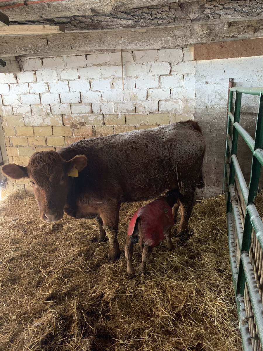 This second time calves picked a pretty cold morning to have her calf. This bull calf off of <a href="/BBarCattle/">Eric Boon</a> Titanium sure doesn’t mind though. A little time in the warming room, a blanket, and a good drink has him up and going. <a href="/CDNLimousin/">Canadian Limousin</a> #calving2019