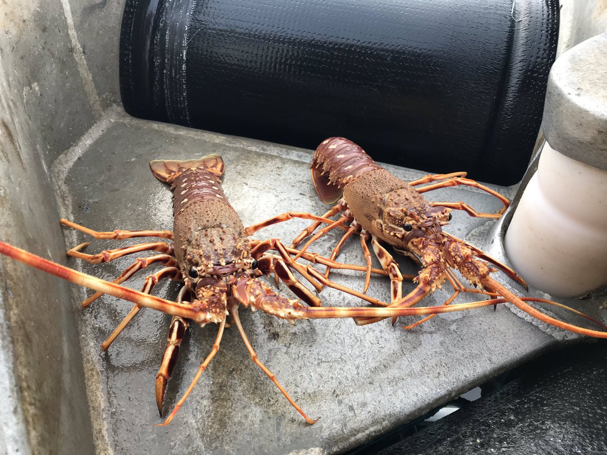 Caught a couple of lovely crawfish in the first few metres of Pollack net hauled today. These guys are undersize and were put back alive.
#soonbemeasure #crawfish #eatmorefish #cornishseafood