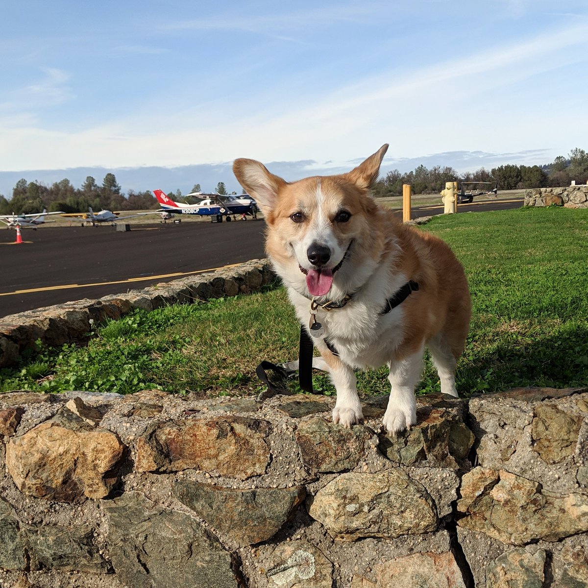 Talk to me Goose 😎🛩️ #corgipilot #catchflightsnotfeelings #corgiadventures #auburncalifornia