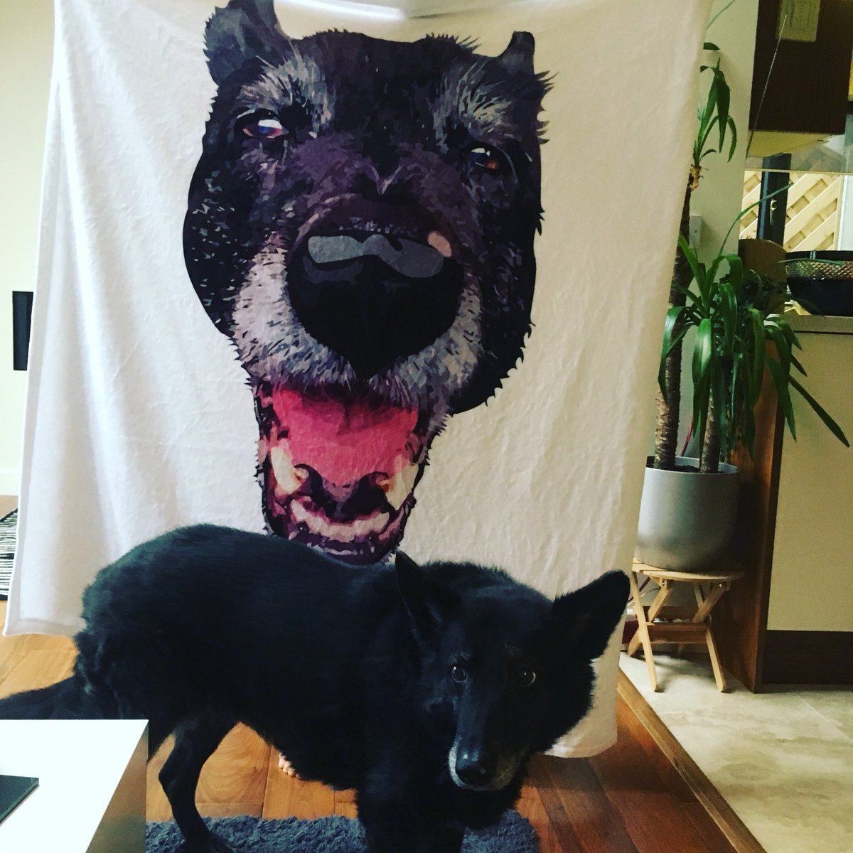 jochadwick99's tweet photo. @TheEllenShow had to share this epic present, my teenage daughter got it from her boyfriend for Christmas- our 14yo rescue dog Katie on a fleecy blanket ❤️ the dog looks mildly embarrassed by it all 😂 https://t.co/FNA45eY4OK