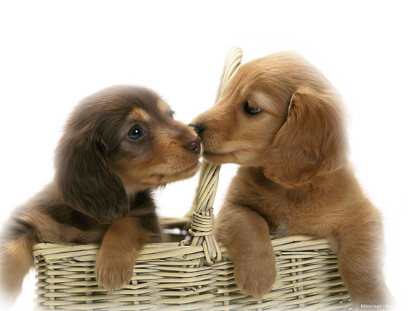 TamRuCa (@sapaheya) on Twitter photo 