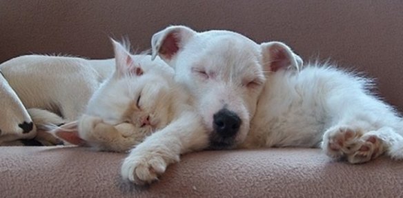 TamRuCa (@sapaheya) on Twitter photo 