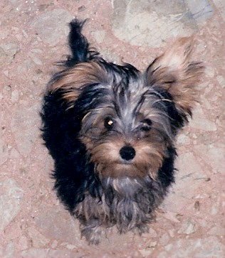 ritamola1's tweet photo. Oggi ... un mese.....mi sembrano passati solo pochi minuti... 💔
...non lo so se esiste quello che chiamano IL PONTE DELL'ARCOBALENO.. voglio crederci .. nel mio cuore rimarrai per Sempre il mio Piccolino ❤️
Ciao Chicco ... corri ..vai dalla Mamma!!💘 https://t.co/bSb2xXxfoY