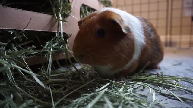 GuineaDad's tweet photo. Oh, that's the spot! Relaxing massage and hay are the perfect combo 😋🤤 #swedishmassage #relaxing #gentlemassage
_________________
GuineaDad, helping piggies live their lives to the fullest
_________________
#guineadad #guineapig #guineapigs #guinea… https://t.co/TL5ohD3UlD https://t.co/PFa09zvFz4