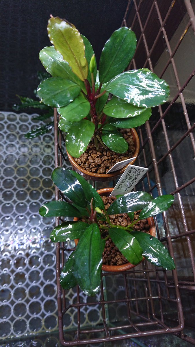 Bucephalandra ブセファランドラ\"Sanggau\" TB便 2009 Bucephalandra ブセファランドラ