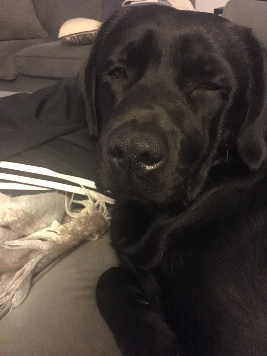 JennTracyPR's tweet photo. Still sleepy 💤 #mysnowday https://t.co/2KvKdEICwN