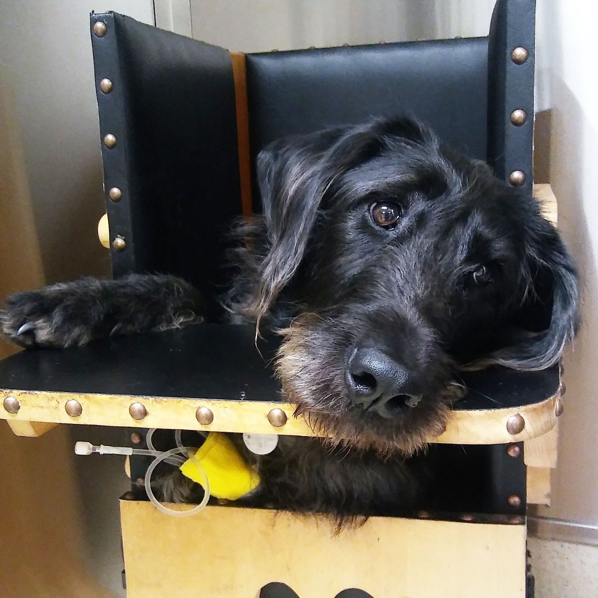 Dovelewis On Twitter Juneau Is A Sweet Young Doggo Who Has